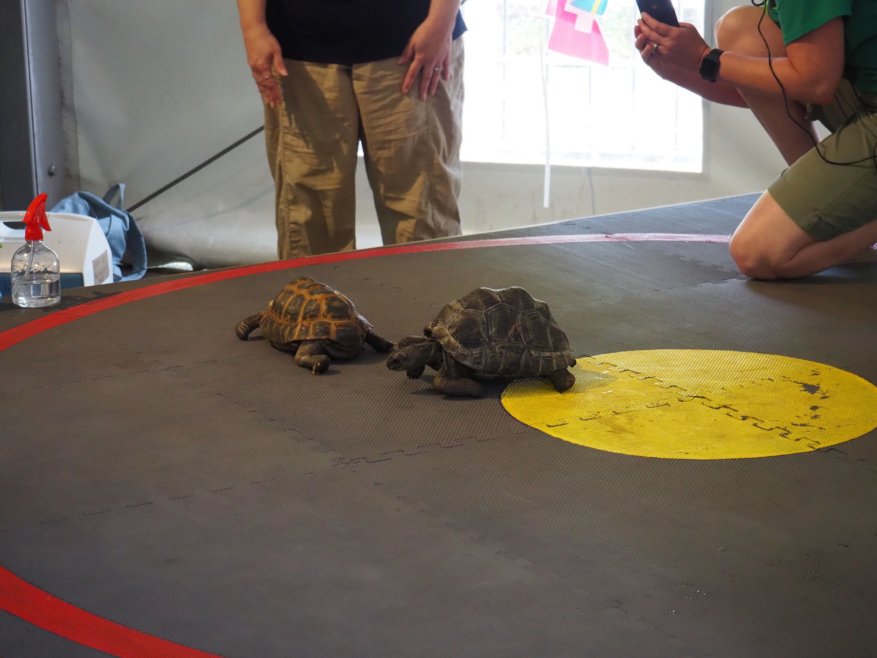 Two turtles racing inside a ring.